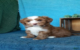Havanese dogs for sale: Bryson - Image 2