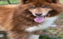 Siberian Husky dogs for sale: Maverick - Image 12