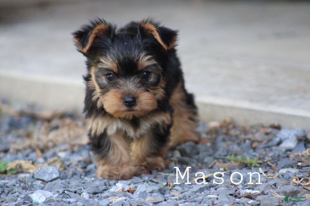 Yorkshire Terrier dogs for sale: Mason - Image 2