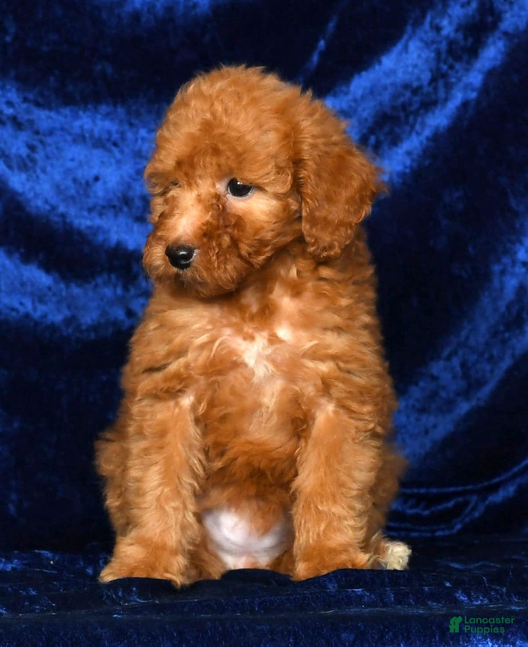 Mini Goldendoodle dogs for sale: Dolly - Image 6