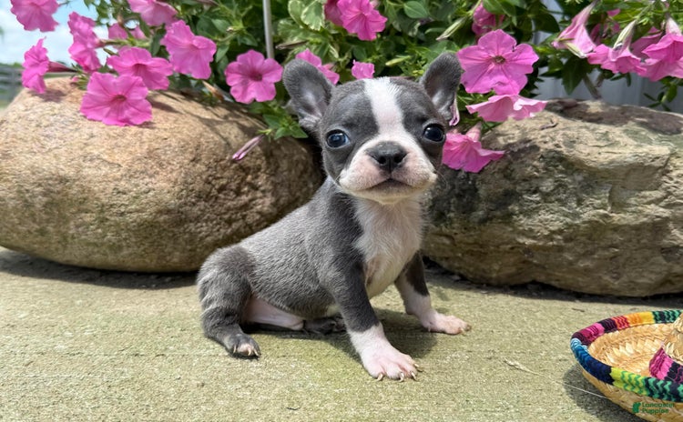Boston Terrier dogs for sale - Ad 3