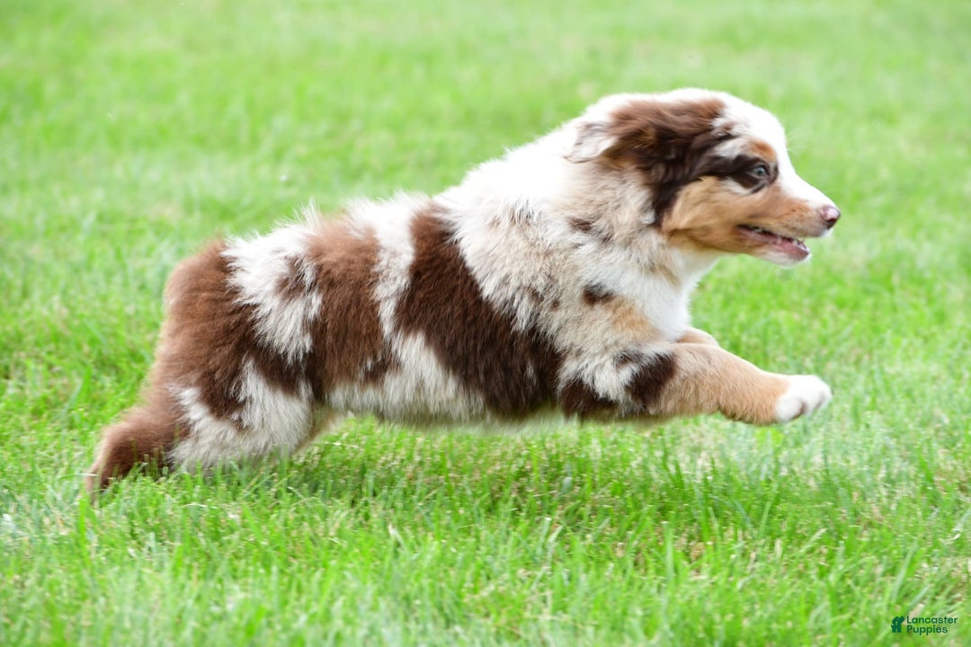 Australian Shepherd dogs for sale: Dexter - Image 8