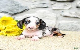 Miniature Dachshund dogs for sale: Zeus - Image 3
