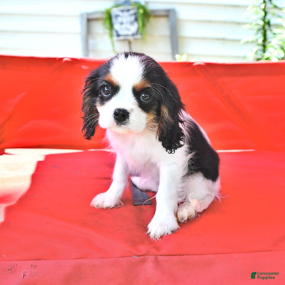 Cavalier King Charles Spaniel dogs for sale: Cody - Image 11