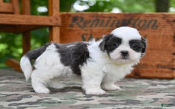 Shih Tzu dogs for sale: Charlie - Image 12