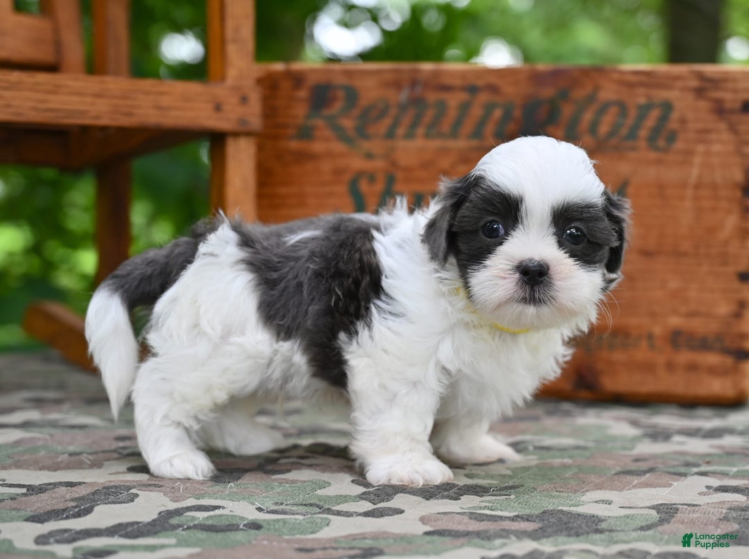 Shih Tzu dogs for sale: Charlie - Image 12