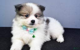 Pomeranian dogs for sale: Sylis - Image 1