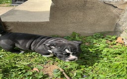 American Bully dogs for sale: Luna Black - Image 4