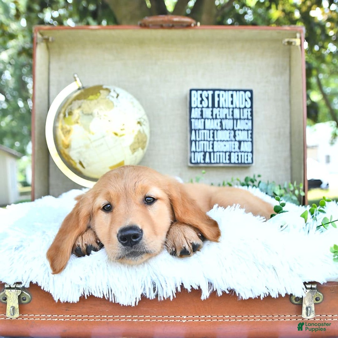 Golden Retriever dogs for sale: Aleigha - Image 17