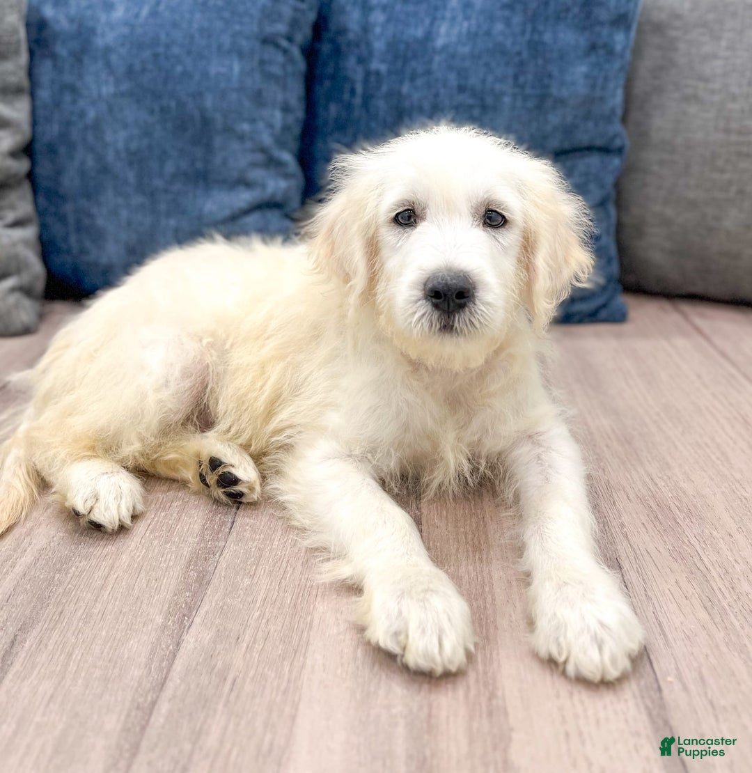 Mini Goldendoodle dogs for sale: Benny - Image 7