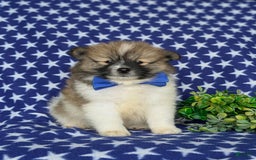 Pomeranian dogs for sale: Kemp - Image 1