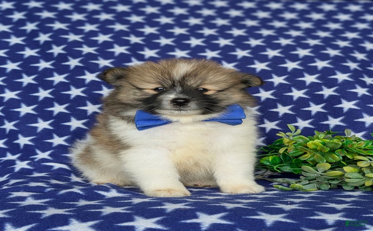 Pomeranian dogs for sale - Ad 1