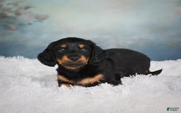 Miniature Dachshund dogs for sale: Miles - Image 7