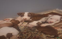 American Staffordshire Terrier dogs for sale: Sophie - Image 1