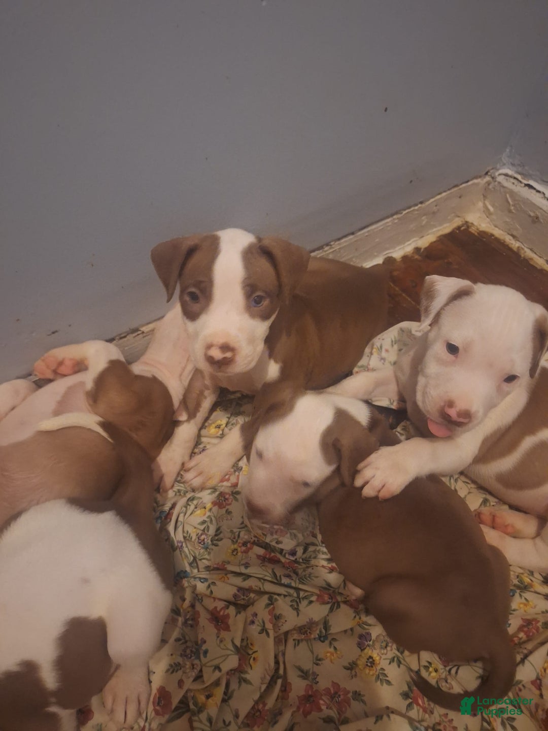 American Staffordshire Terrier dogs for sale: Sophie - Image 1