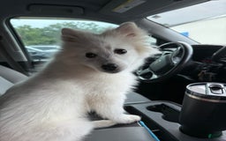 American Eskimo dogs for sale: Kinston - Image 6