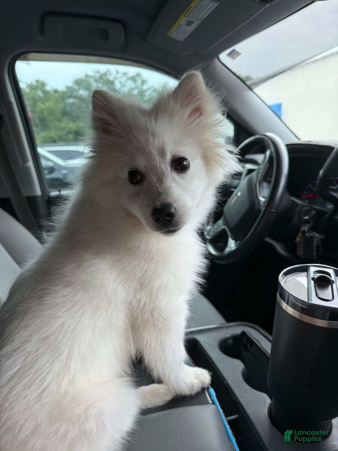American Eskimo dogs for sale: Kinston - Image 6