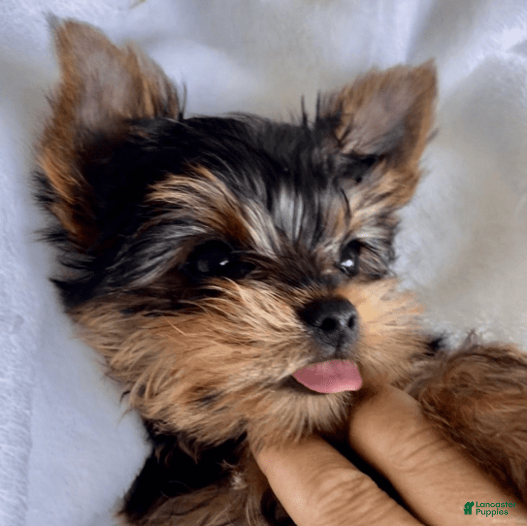 Yorkshire Terrier dogs for sale: William - Image 1