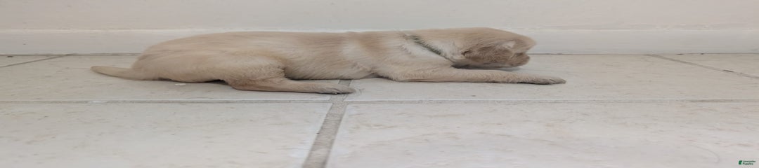 Toby