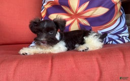 Miniature Schnauzer dogs for sale: Fancy Female 2 Akc Liver Parti - Image 2
