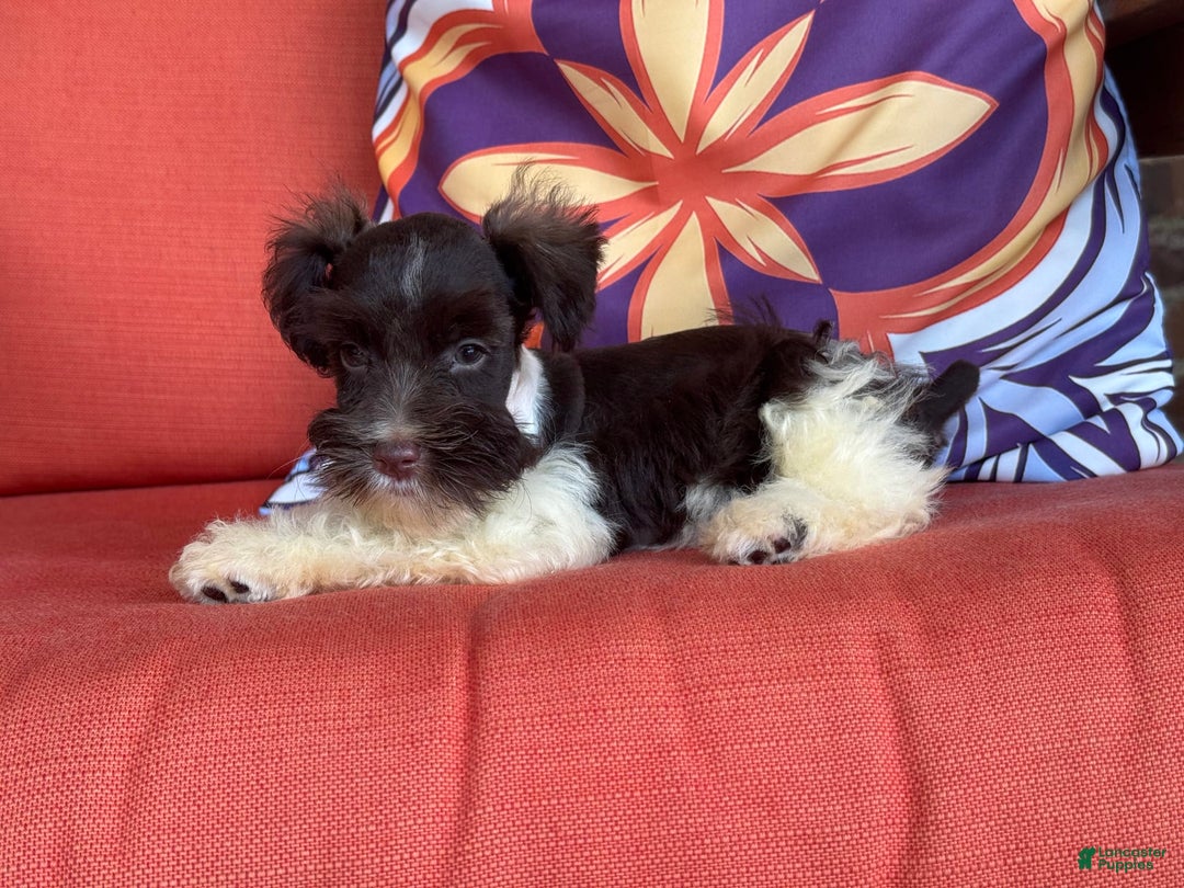 Miniature Schnauzer dogs for sale: Fancy Female 2 Akc Liver Parti - Image 2