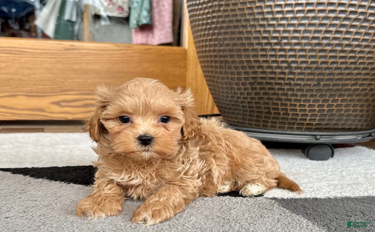 Maltipoo dogs for sale - Ad 4