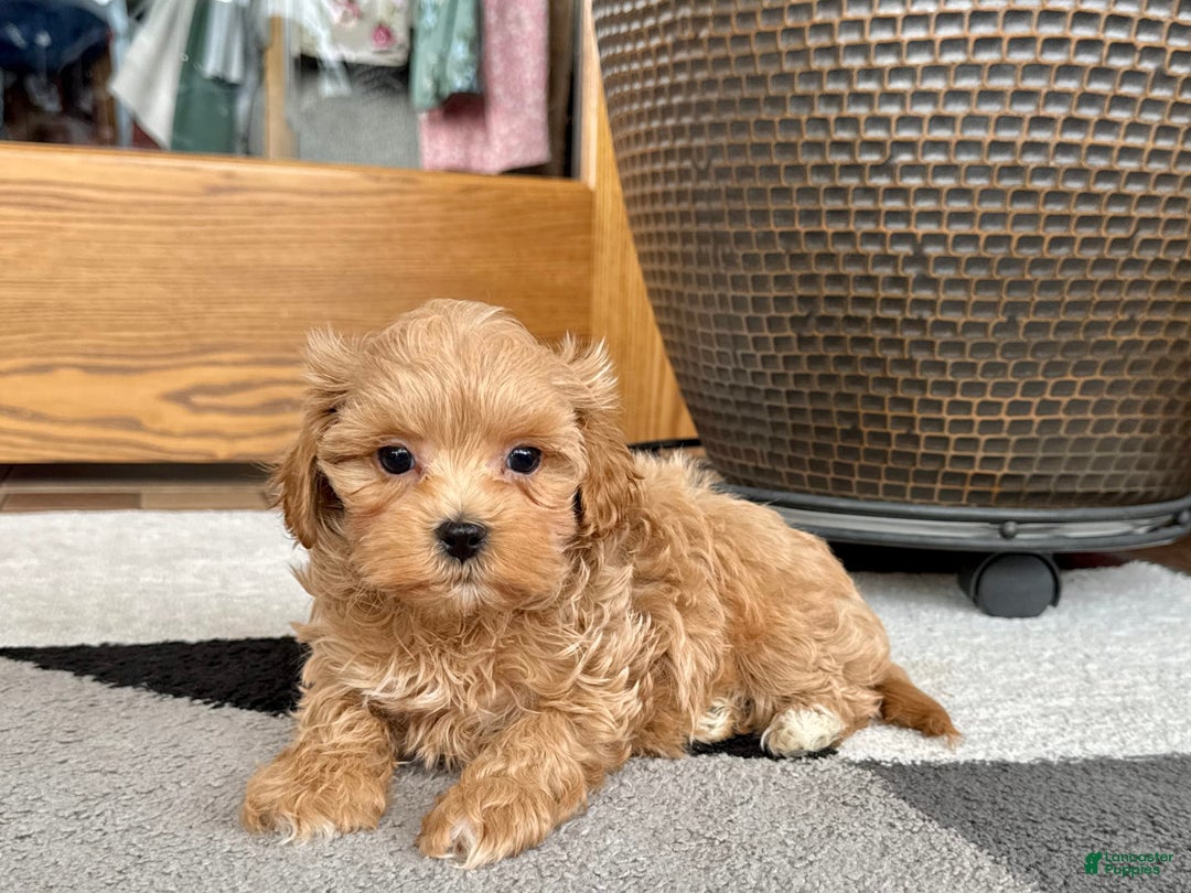 Maltipoo dogs for sale: Gordon - Image 7