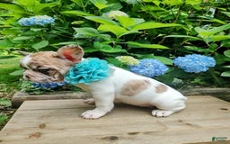 French Bulldog dogs for sale: Athena Akc - Image 20