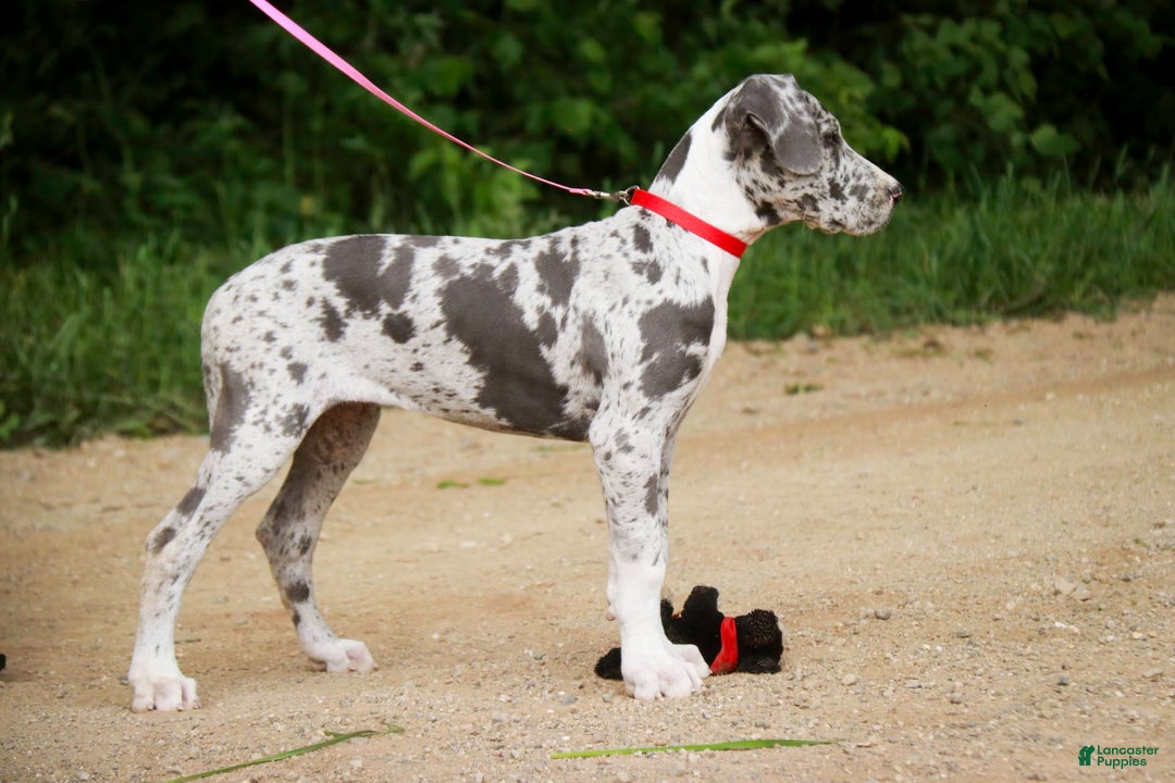 Great Dane dogs for sale: Jamaica - Image 17