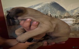 Cane Corso dogs for sale: Tamatoa - Image 3