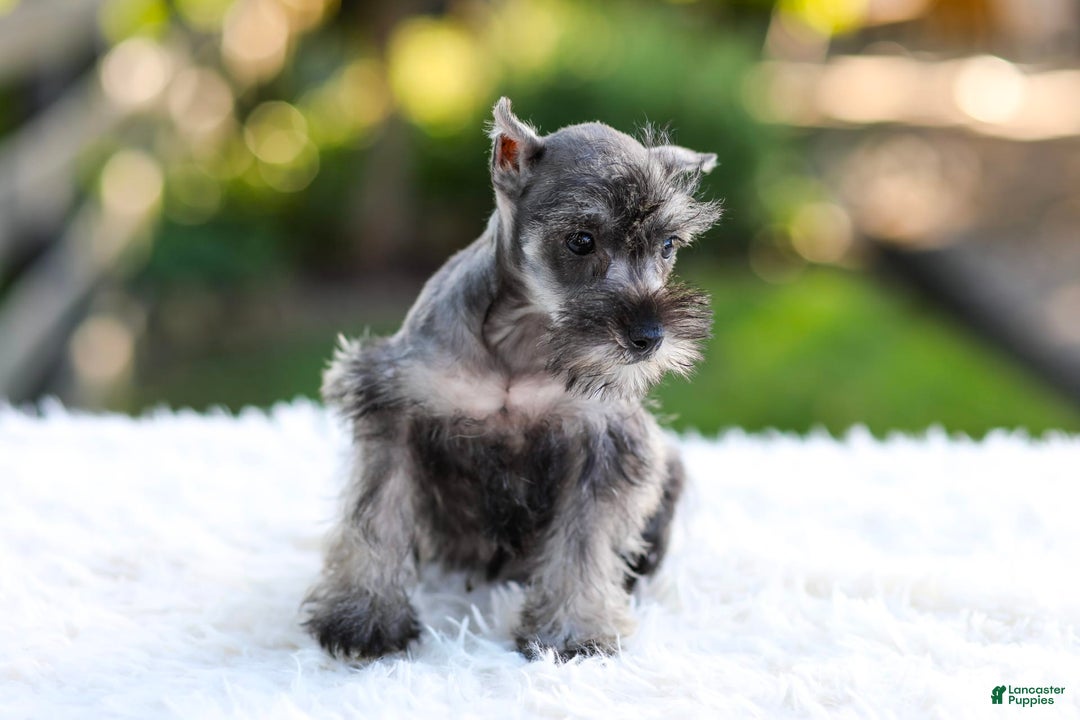 Miniature Schnauzer dogs for sale: Bella - Image 12