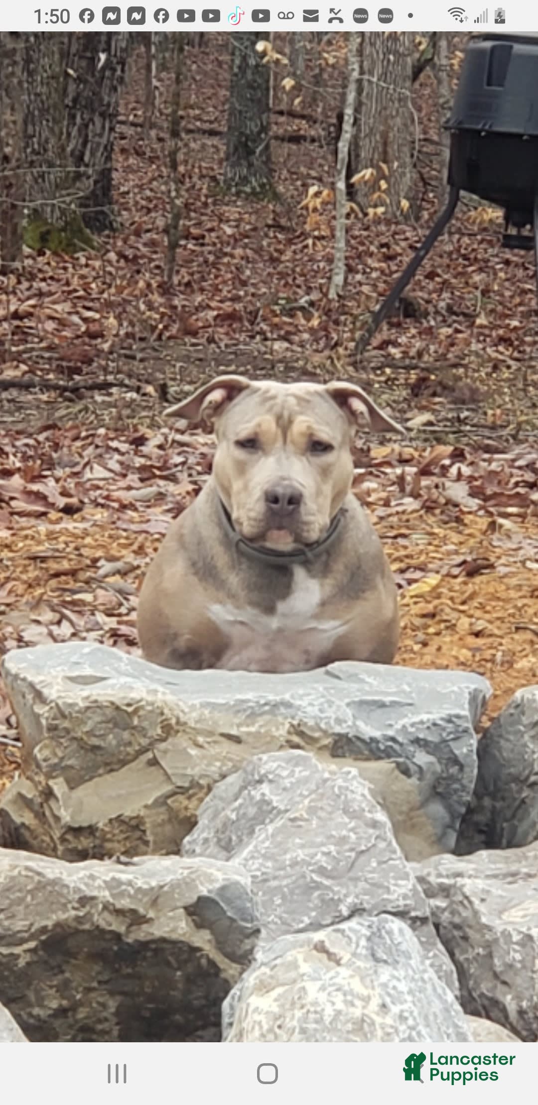 American Bully dogs for sale: Socks - Image 62