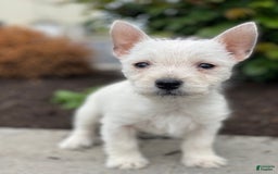 West Highland Terrier dogs for sale: Wrangler - Image 4