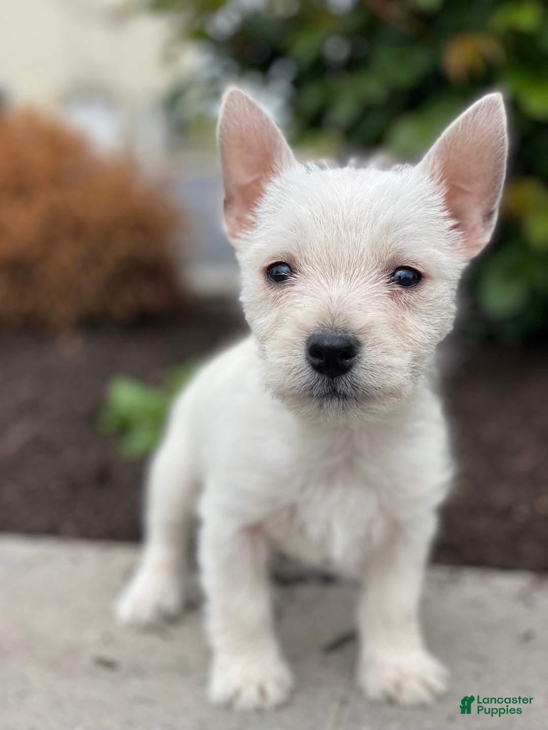 West Highland Terrier dogs for sale: Wrangler - Image 4