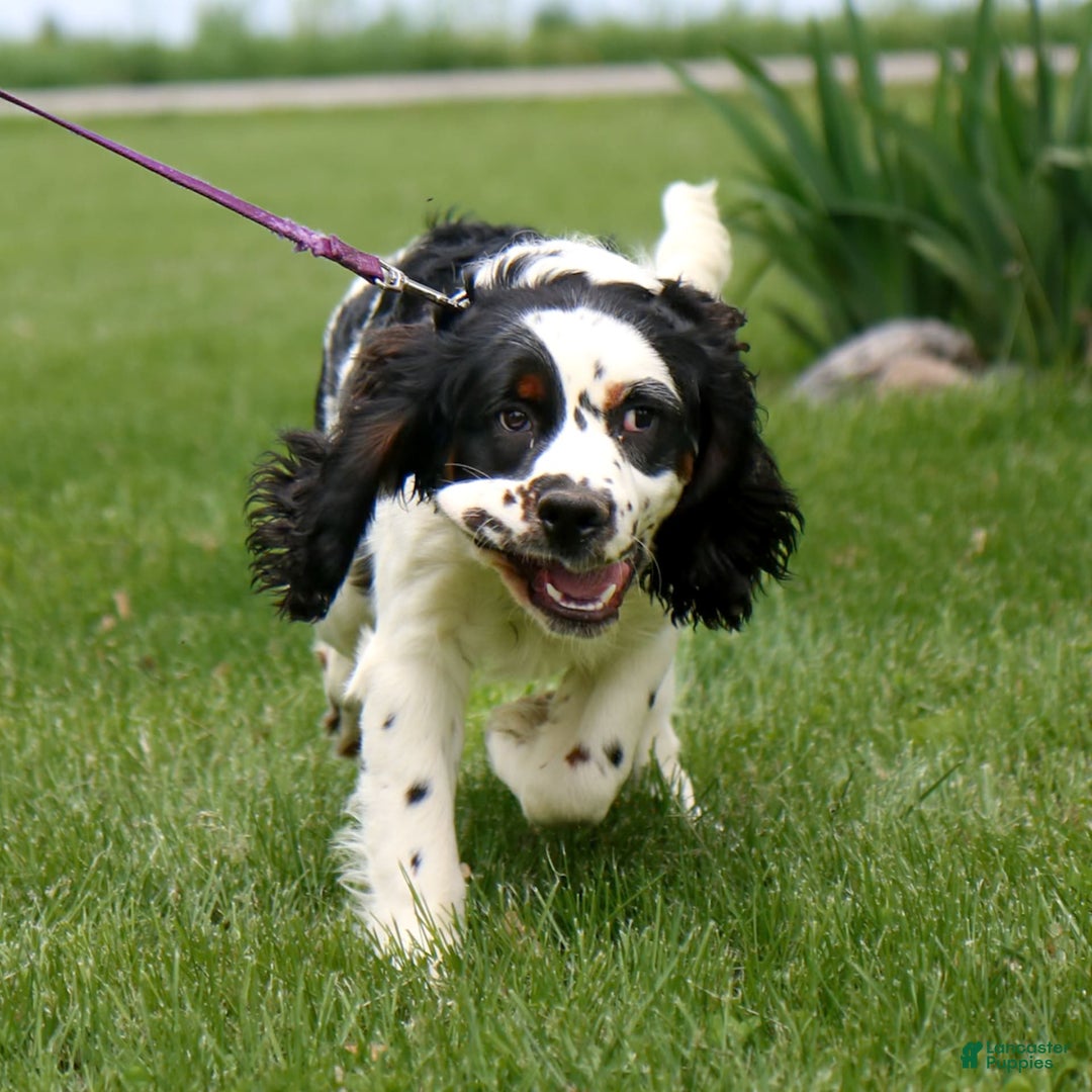 Saint Berdoodles dogs for sale: Buddy - Image 19