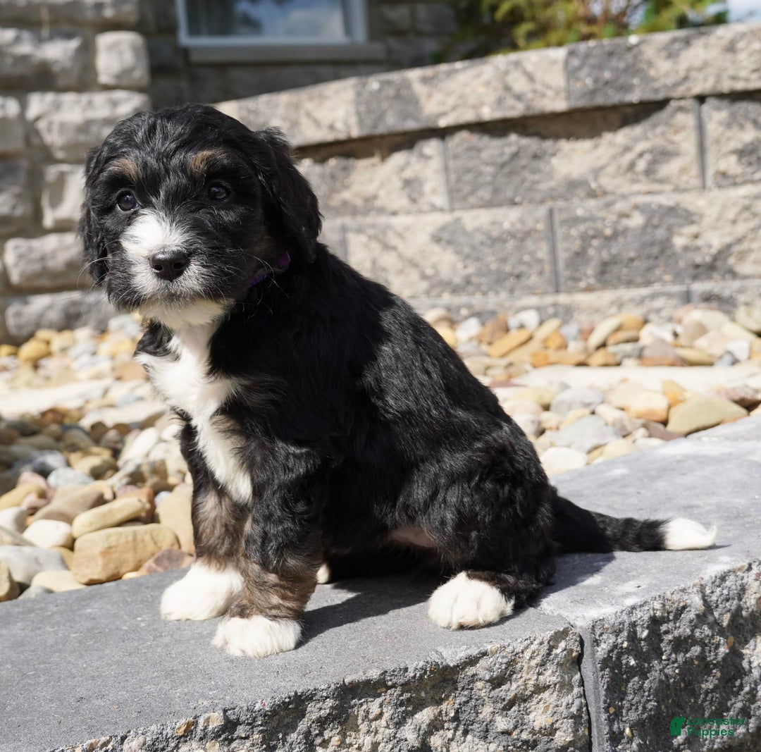 Bernedoodle dogs for sale: Alice - Image 6