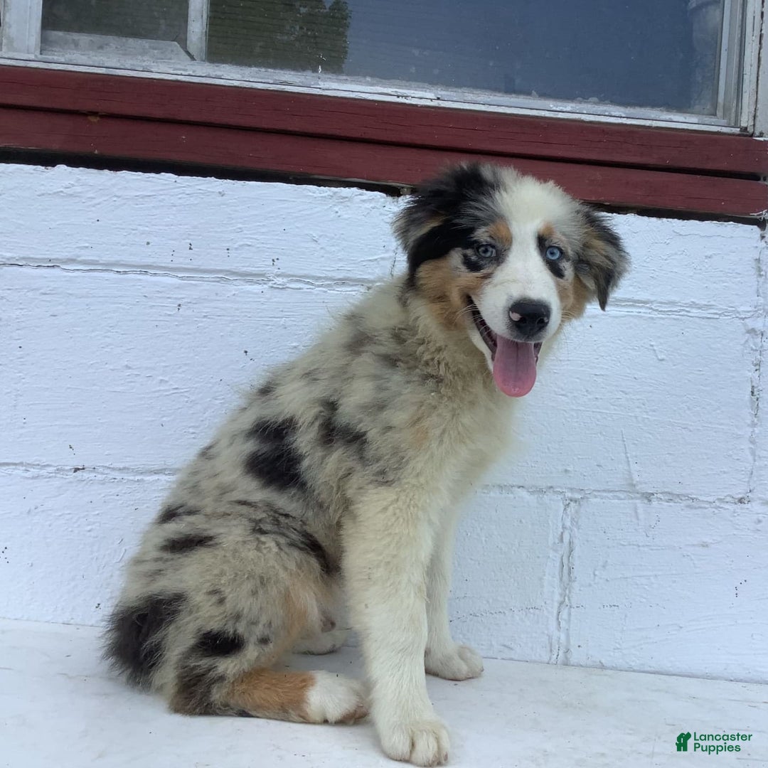 Australian Shepherd dogs for sale: Blake - Image 4