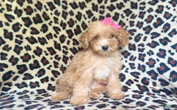 Cavapoo dogs for sale: Dutchess - Image 1