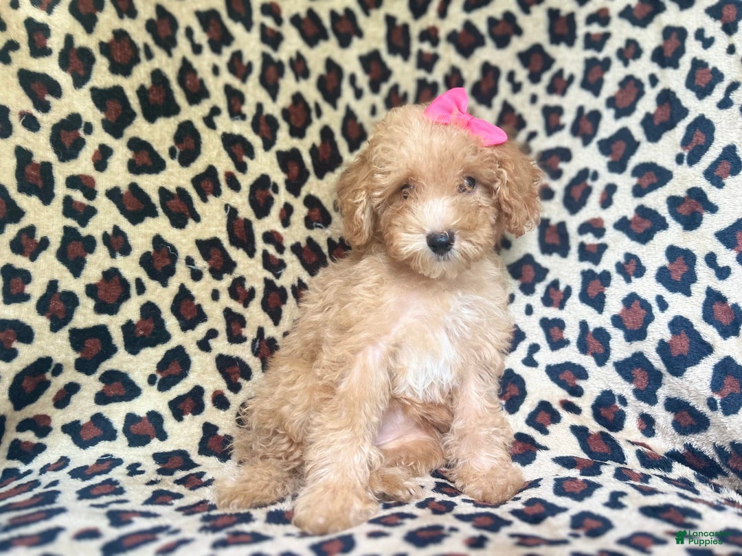 Cavapoo dogs for sale: Dutchess - Image 1