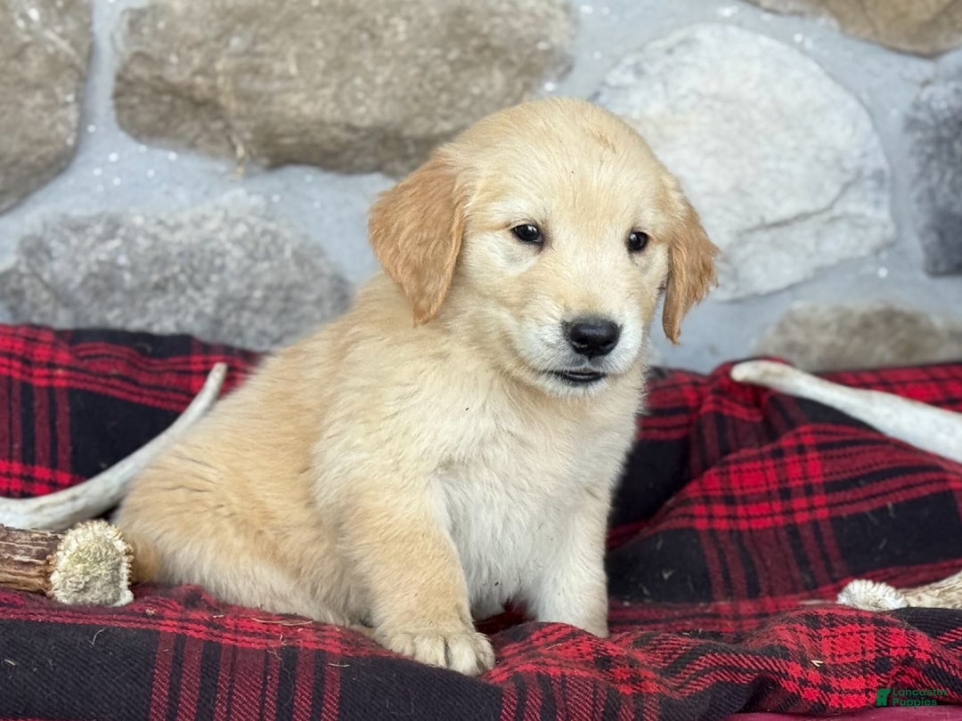 Golden Retriever dogs for sale: Sydney - Image 4