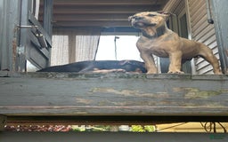 American Bully dogs for sale: Enzo - Image 18