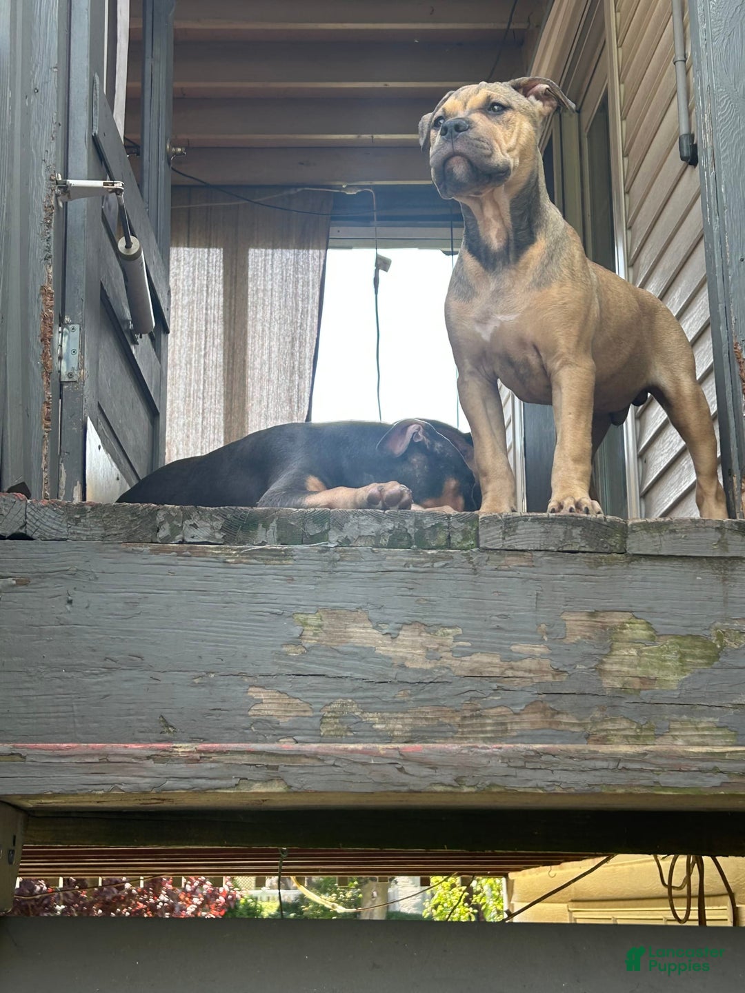 American Bully dogs for sale: Enzo - Image 18