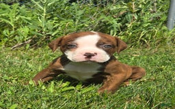 American Bulldog dogs for sale: Miss Honey - Image 20