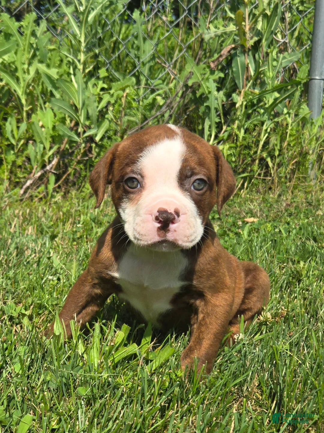 American Bulldog dogs for sale: Miss Honey - Image 20