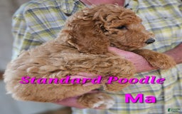 Standard Poodle dogs for sale: Ma Standard - Image 8