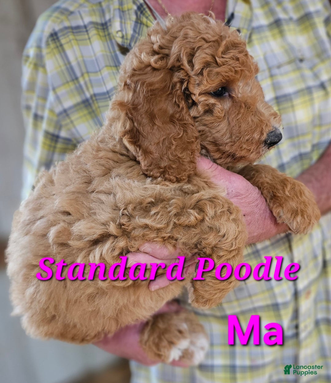 Standard Poodle dogs for sale: Ma Standard - Image 8