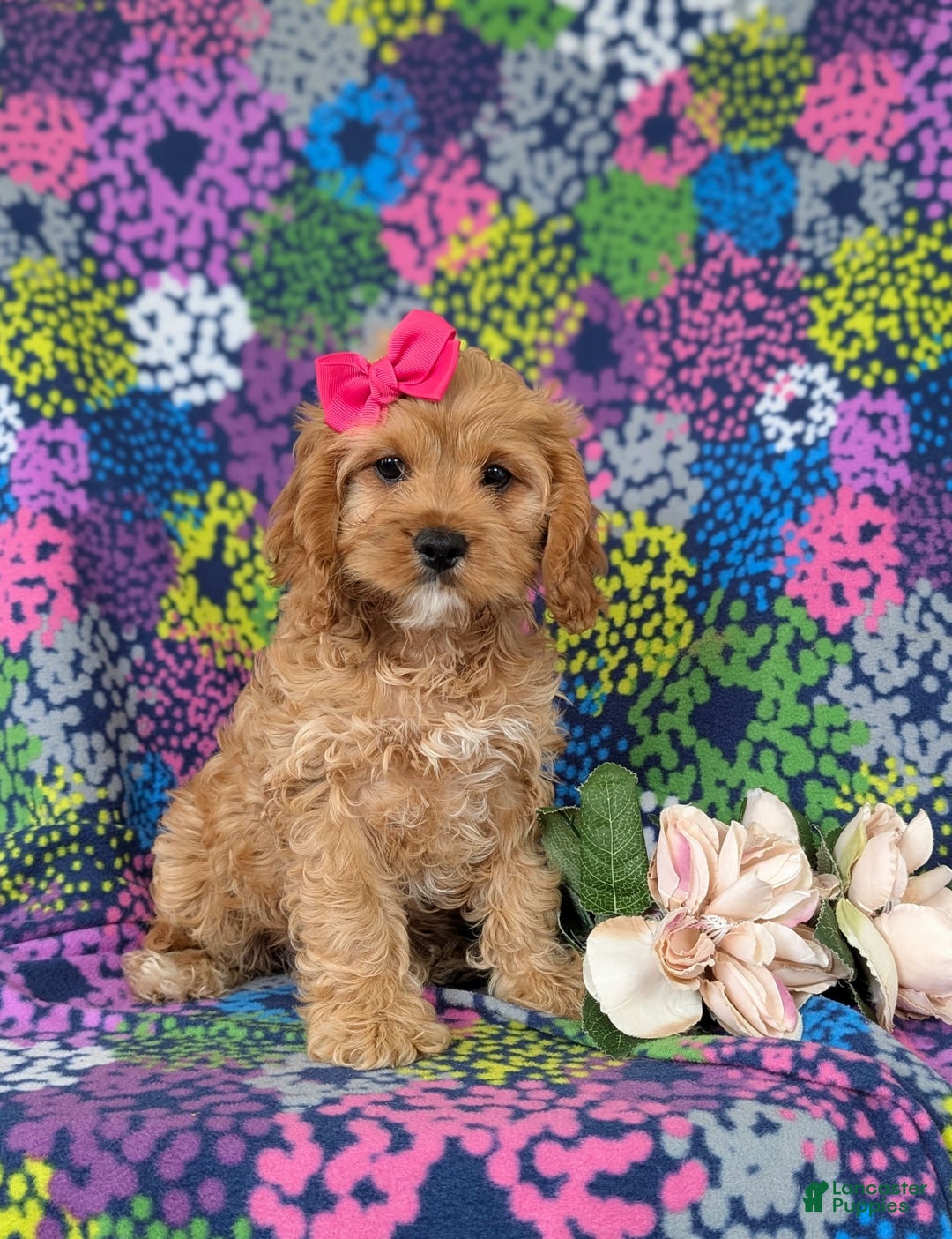 Cockapoo dogs for sale: Ella - Image 4