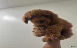 Miniature Poodle dogs for sale: Prince - Image 3