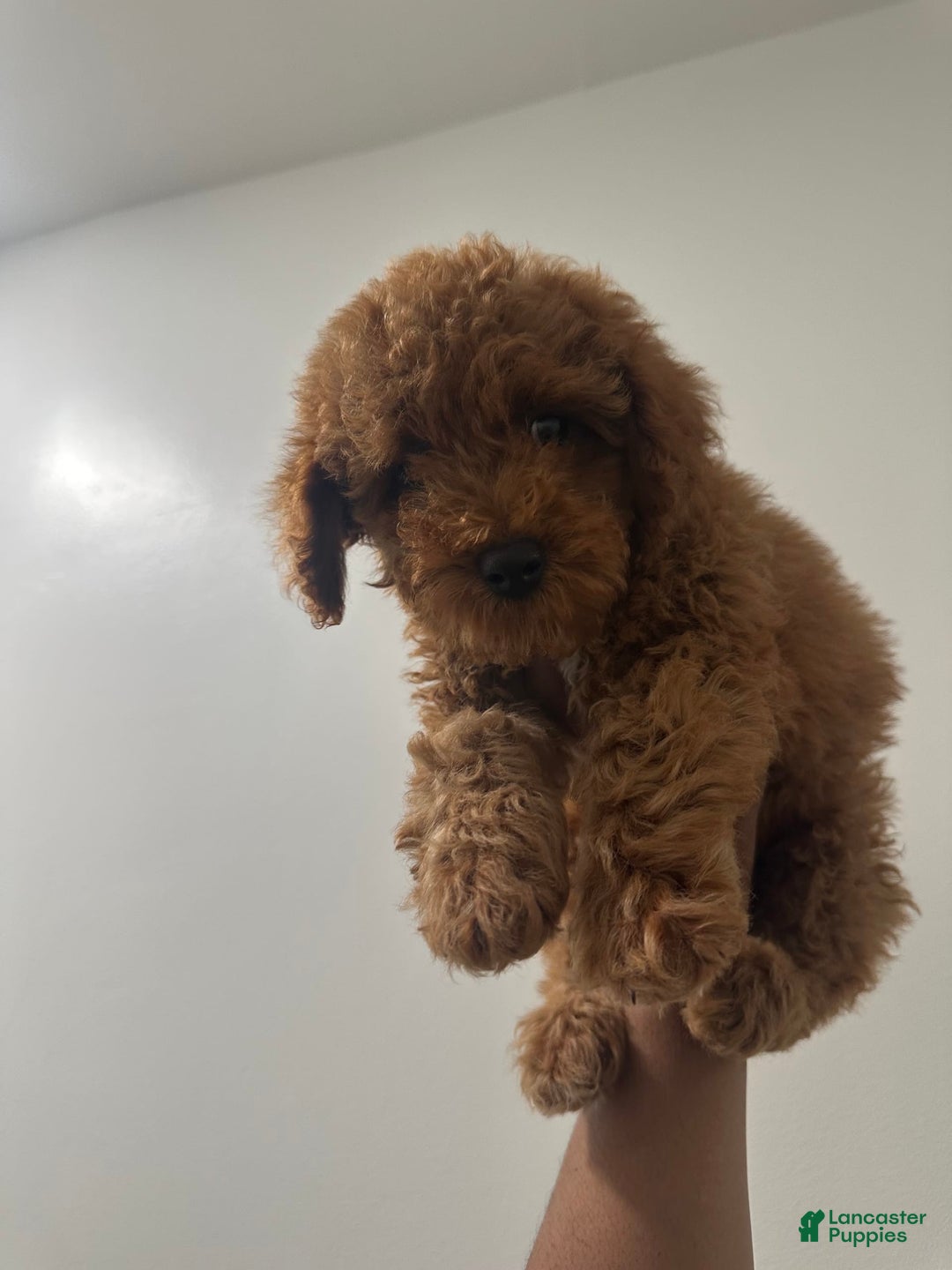 Miniature Poodle dogs for sale: Prince - Image 3
