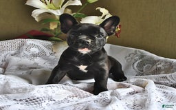 French Bulldog dogs for sale: Coco - Image 1